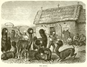 De alpaca