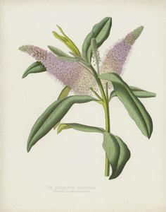 De Anderson Veronica, Veronica Andersonii door English School