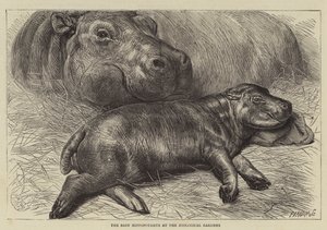 De baby nijlpaard in de dierentuin