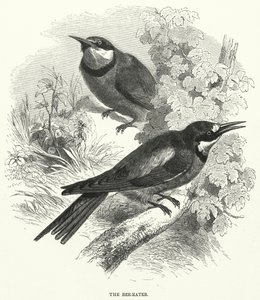 De Bijeneter (gravure)