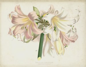 De Zachte Amaryllis, Amaryllis Blanda