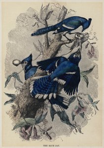 De blauwe gaai