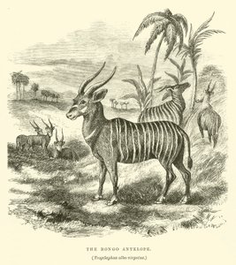 De Bongo Antilope, Trogelaphus albo-virgatus