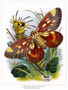 Het vlindervivarium (ingekleurde gravure) door English School