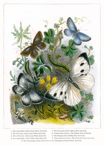 Het vlindervivarium (ingekleurde gravure) door English School