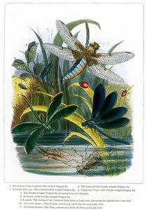 Het vlindervivarium (ingekleurde gravure) door English School