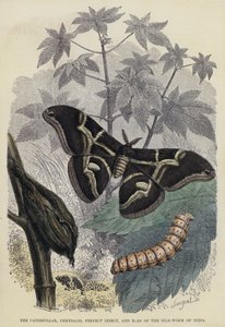 De rups, pop, volmaakt insect en eieren van de zijderups van India door English School