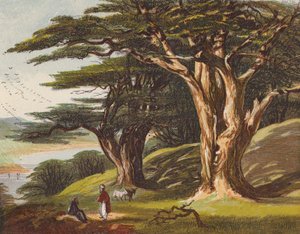 De ceders van Libanon