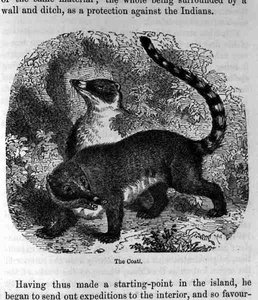De Coati, uit Santo Domingo vroeger en nu door Samuel Hazard, uitgegeven 1873 door English School