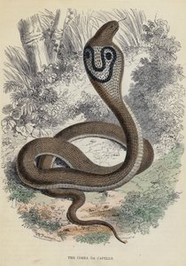 De Cobra Da Capello