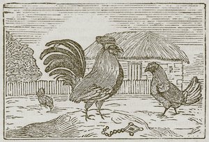 De haan en het juweel (gravure) door English School