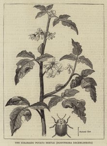 De Coloradokever, Doryphora decemlineata (gravure) door English School