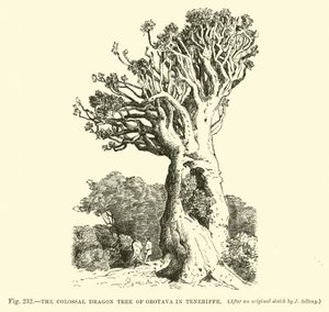 De Kolossale Drakenboom van Orotava op Tenerife door English School