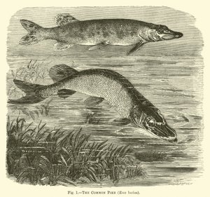 De Gewone Snoek, Esox lucius door English School