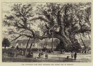 De Cowthorpe Eik, nabij Wetherby, de Oudste Eik in Engeland