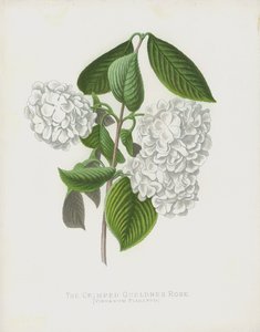 De Gekreukte Gelderse Roos, Viburnum Plicatum; var Dilatata