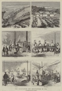 De teelt en vervaardiging van thee (gravure) door English School