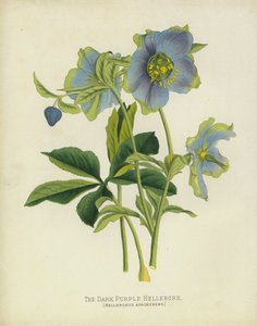 De Donkerpaarse Helleborus, Helleborus Atrorubens door English School