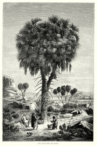 De Doum Palm in Nubië (gravure) door English School