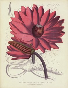 De Hertog van Devonshires Waterlelie, Nymphaea Devoniensis