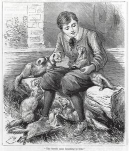 "De fretten kwamen naar hem toe" (gravure)