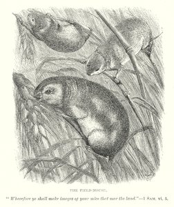 De veldmuis (gravure) door English School