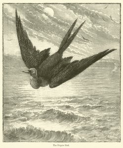 De Fregatvogel door English School
