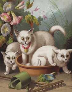 De Geschrokken Kittens