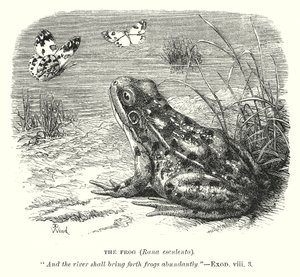 De kikker (Rona Esculenta) (gravure) door English School