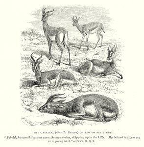 De Gazelle (Gazella Dorcas) of Ree van de Schrift (gravure) door English School