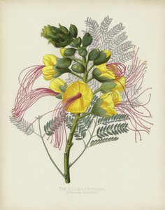 De Gillies Poinciana, Poinciana Gilliesii door English School
