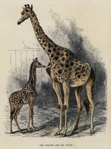 De giraffe en haar jong