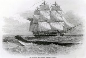 De Grote Zeeslang toen voor het eerst gezien vanaf H.M.S. Daedalus door English School