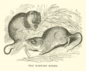 De oogstmuis (gravure)