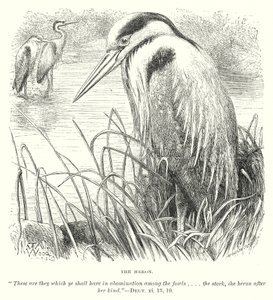 De reiger (gravure) door English School