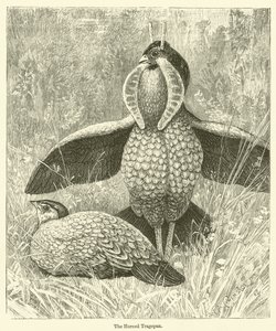 De gehoornde Tragopan (gravure)