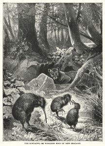 De Kiwi-Kiwi of vleugelloze vogel van Nieuw-Zeeland (gravure) door English School