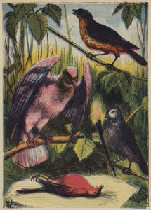 De Vink, de Duif en Roodborstje