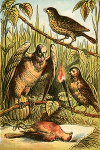 De Vink, de Duif en Roodborstje