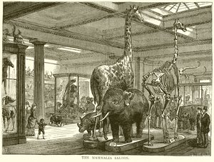 De Zoogdierenzaal door English School
