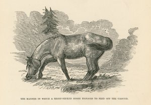 De manier waarop een kortnekpaard zich van de grond kan voeden (gravure) door English School