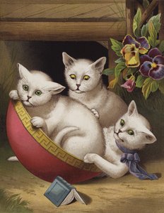 Het vrolijke katje