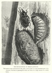 De metamorfoses van Calandra palmarum (gravure)