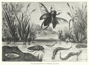 De metamorfoses van Dytiscus marginalis