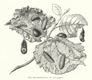 De metamorfoses van Lina populi (gravure)