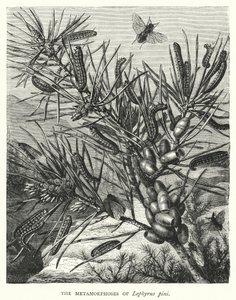 De metamorfoses van Lophyrus pini (gravure)