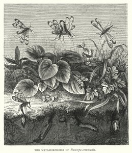 De metamorfoses van Panorpa communis (gravure) door English School
