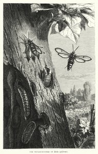 De metamorfoses van Sesia apiformis door English School