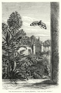 De metamorfoses van Zygaena filipendulae, "De Zesspottige Sint-jansvlinder" (gravure) door English School