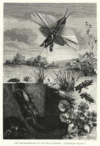 De metamorfoses van de molkrekel, Gryllotalpa vulgaris (gravure)